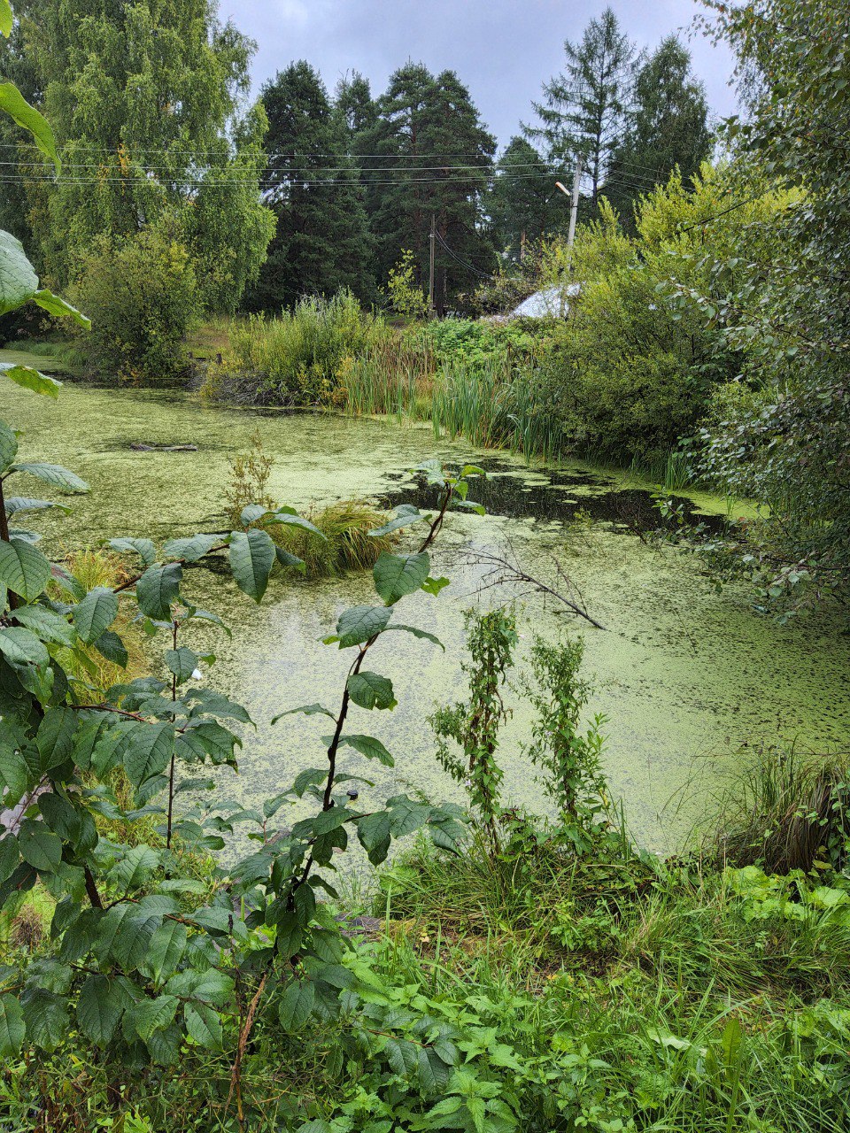 Очистка и углубление водоема, расположенного по адресу  Нижегородская область, Ветлужский муниципальный округ, г.Ветлуга, ул.М.Горького между домами №90 и №92