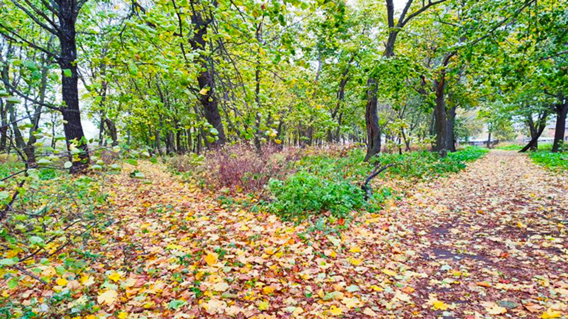 Благоустройство парка, с.Малая Пица